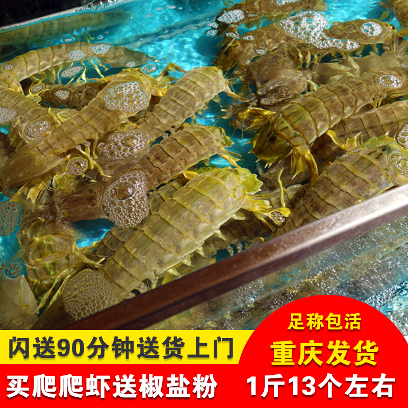 海鲜爬行动物图片和名字