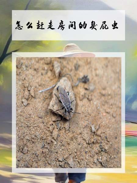 臭屁虫怎么根除