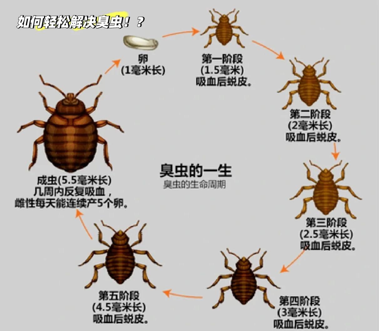 臭屁虫怎么根除