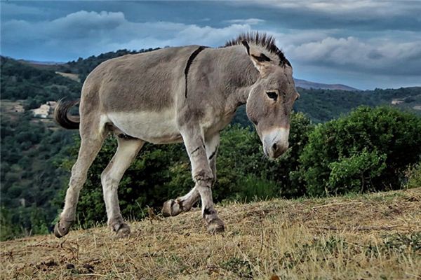 梦见坐牢是什么意思有什么预兆