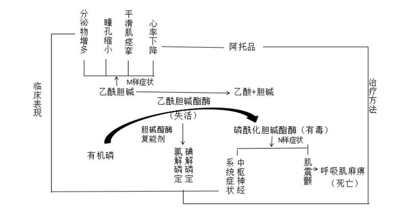 有机磷中毒是怎么回事