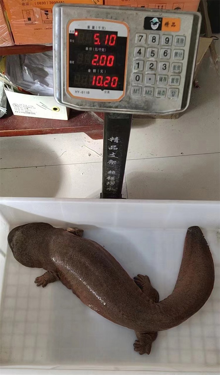 娃娃鱼会咬人吗为什么