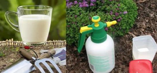 牛奶浇花方法图解