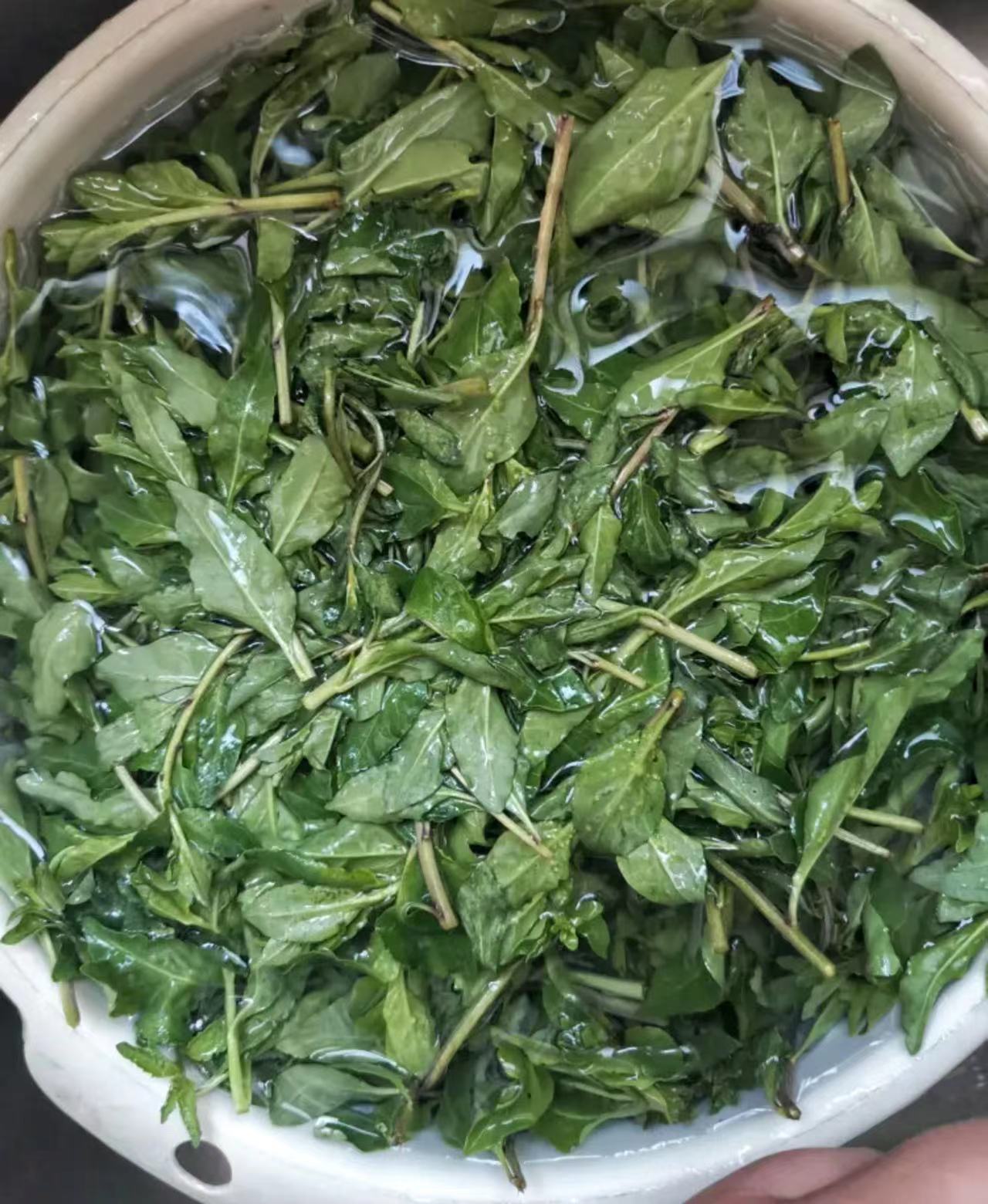 枸杞苗的药用价值