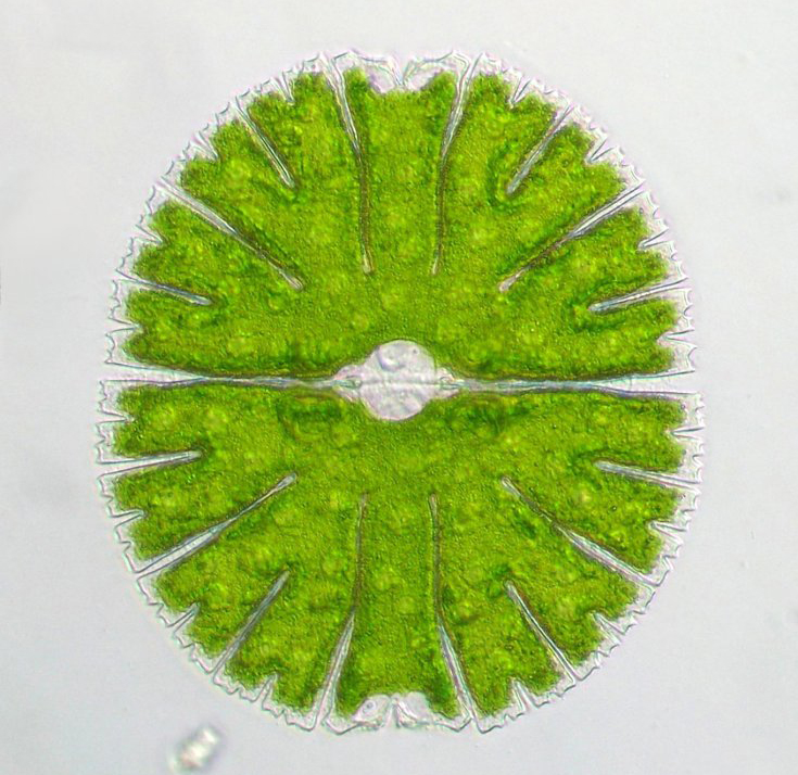 水绵是什么植物有叶绿体吗