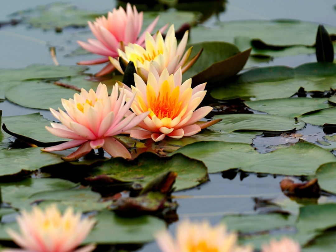 睡莲花最有禅意的句子