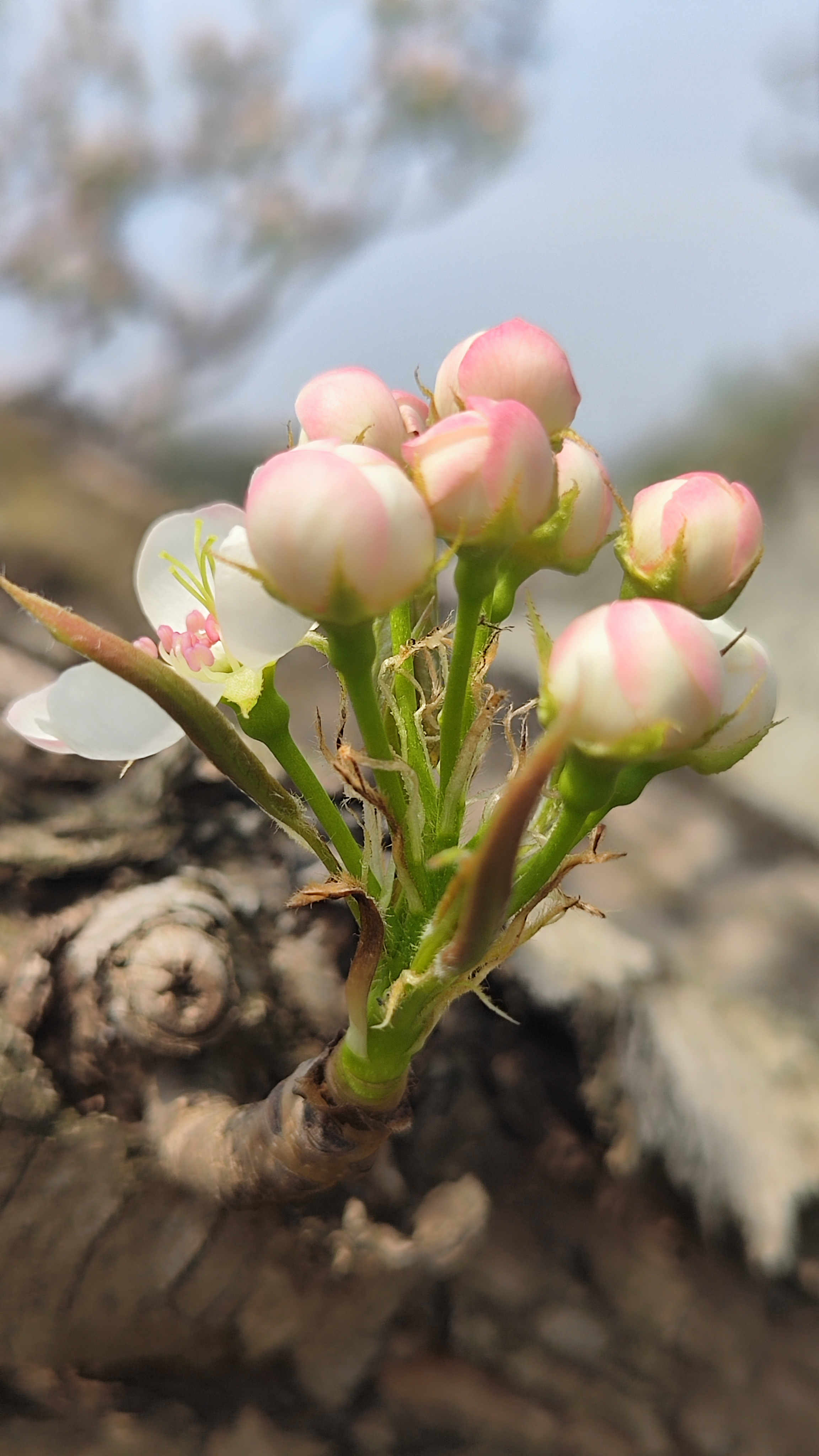 含苞待放的意思
