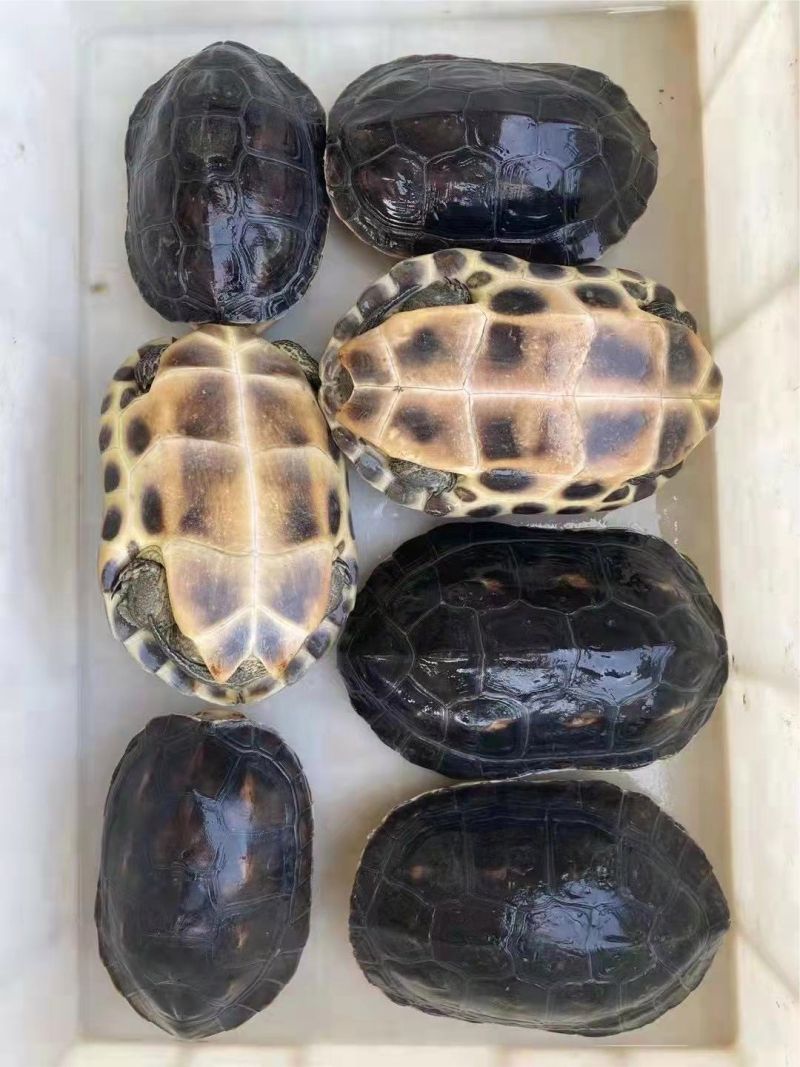 珍珠龟应该怎么养活