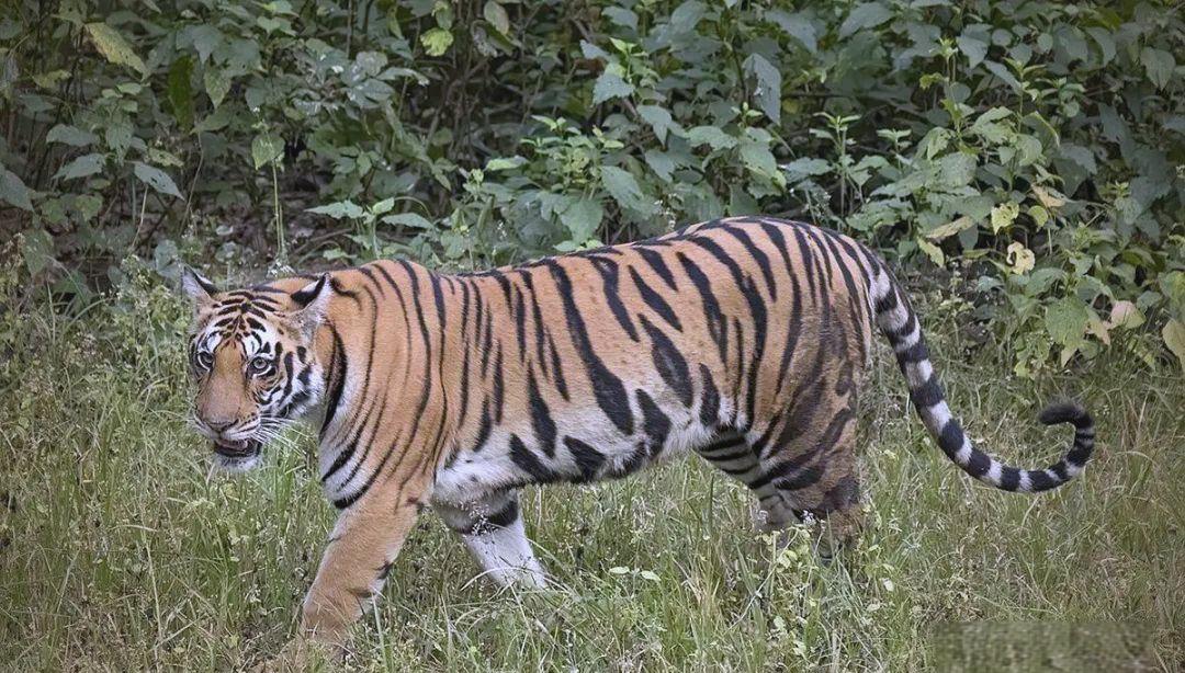 老虎的平均年龄