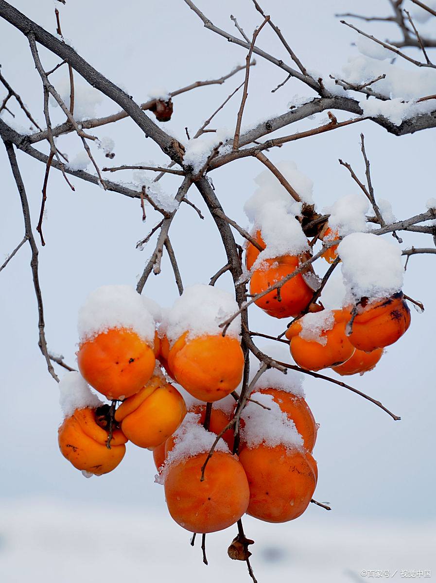 寒露秋霜的意思