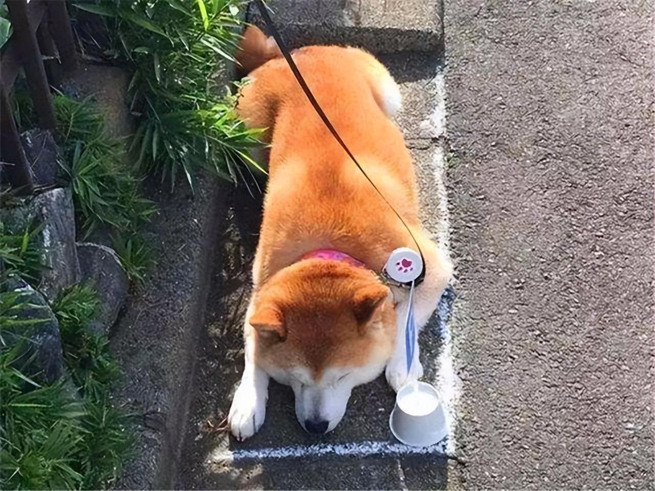 梦见杀狗是什么梦?