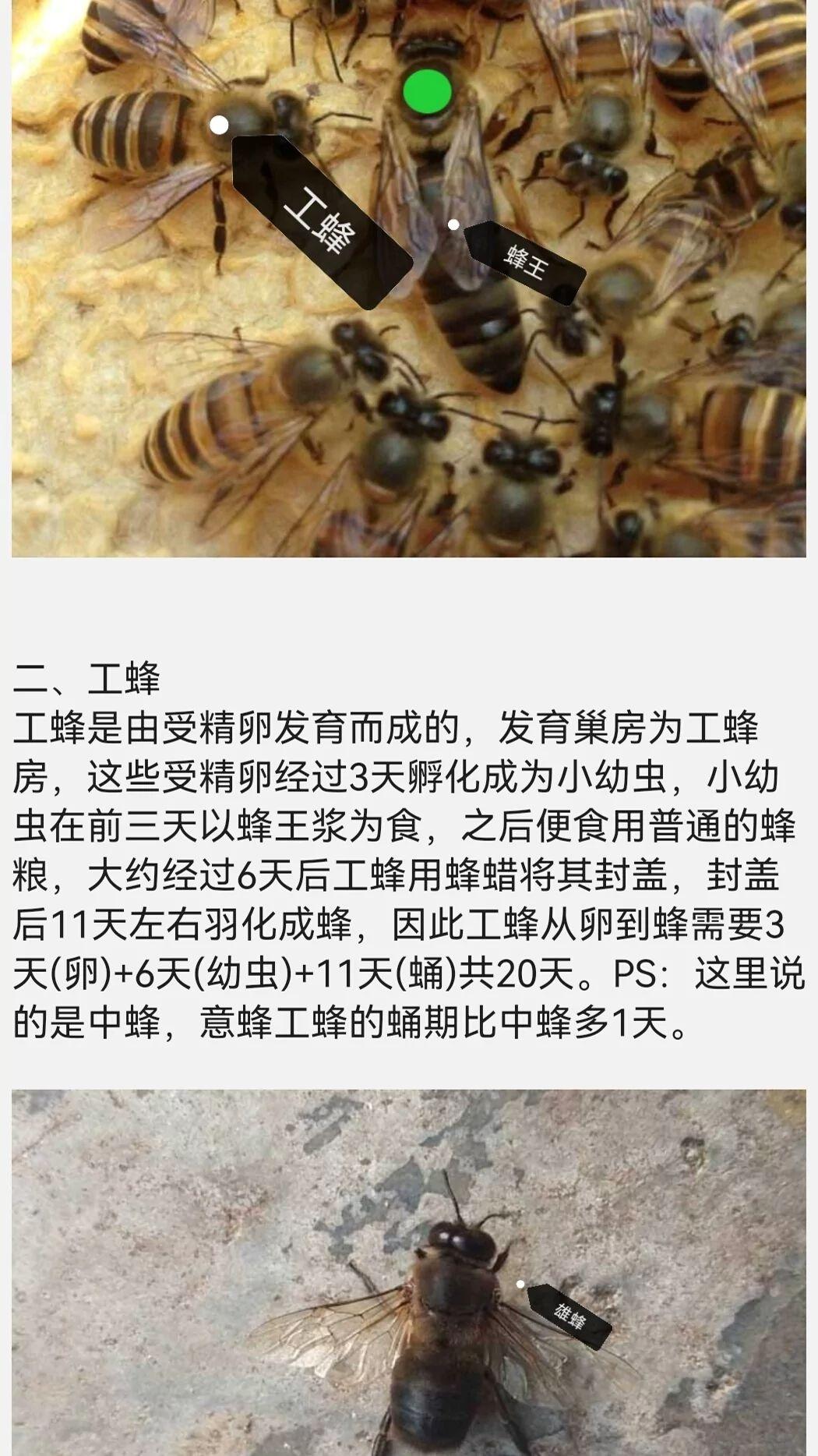 蜜蜂怎么养殖才不跑