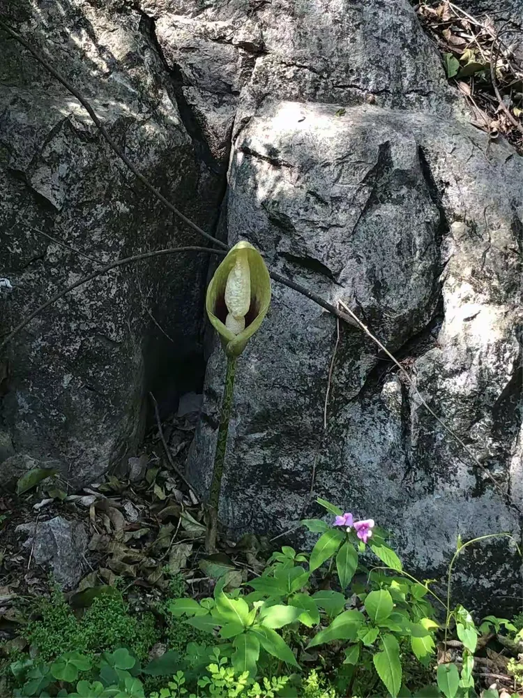 银子岩景点图片和名称