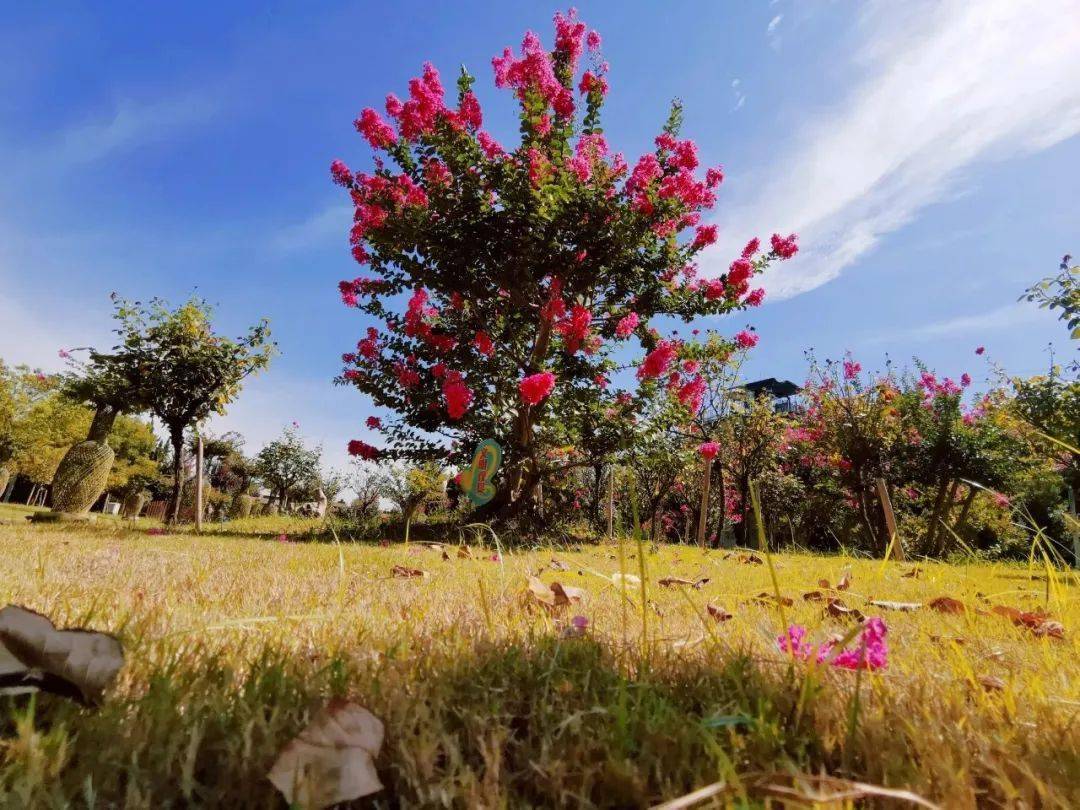 花枝乱颤下一句