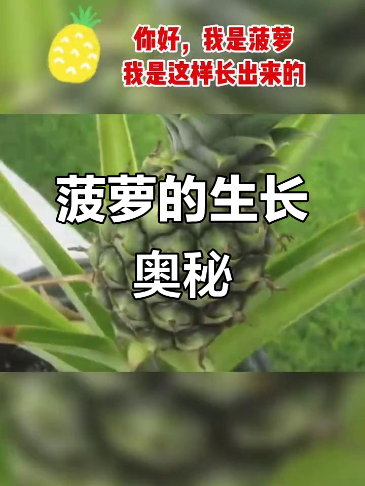 菠萝几个月结果