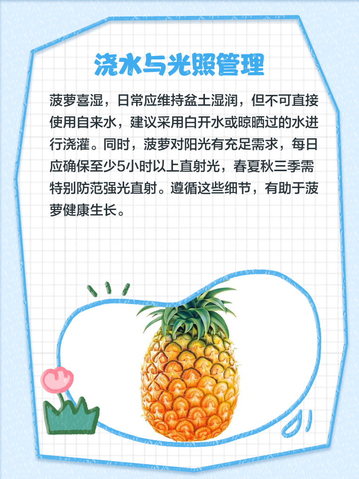 菠萝几个月结果