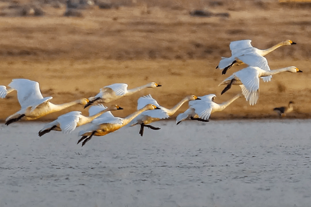 黄历中迁徙是什么意思