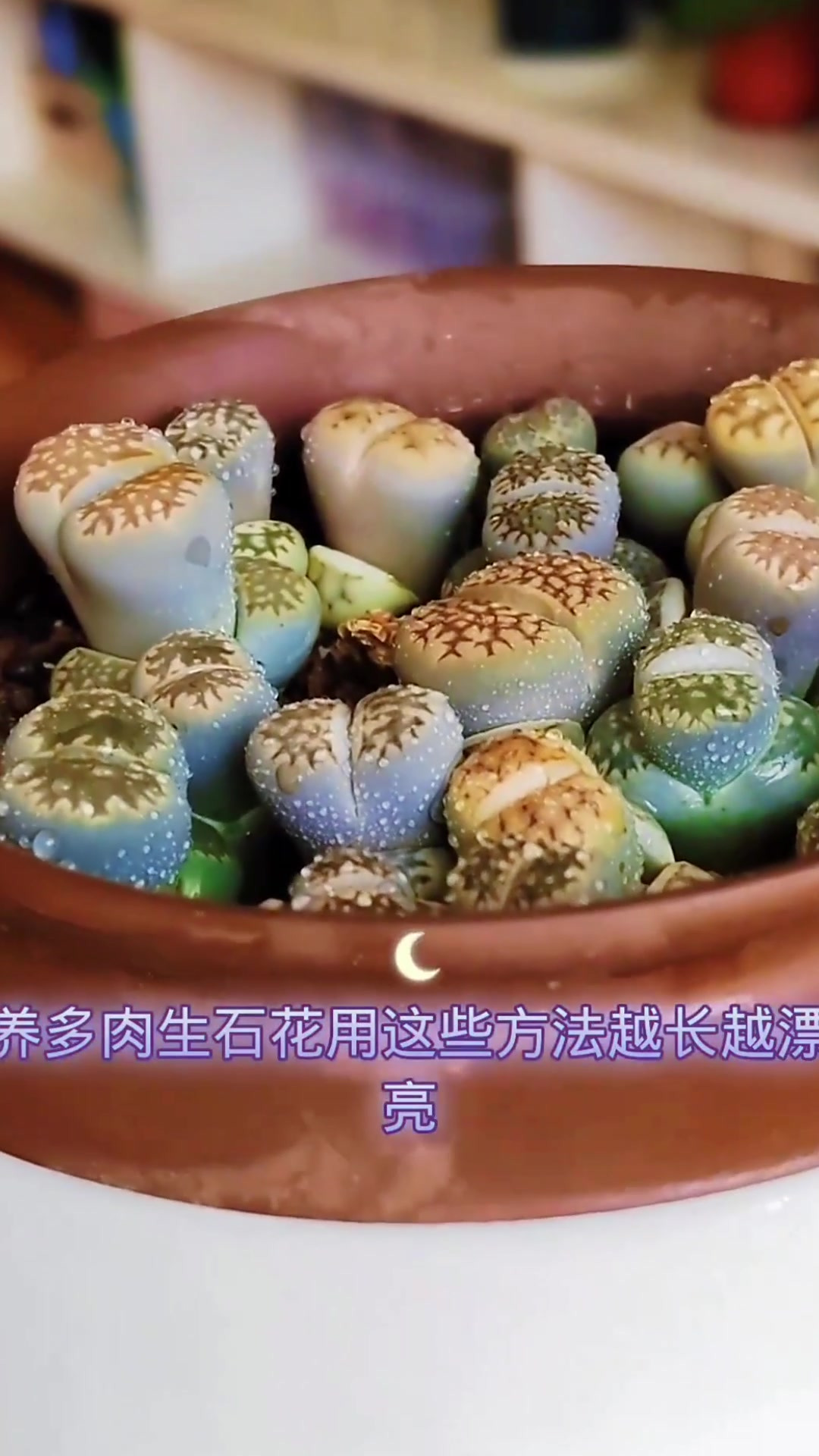 石生花繁殖方法介绍视频