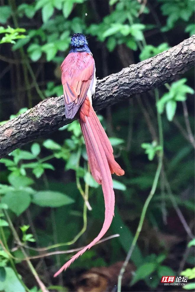 尾巴非常长的鸟