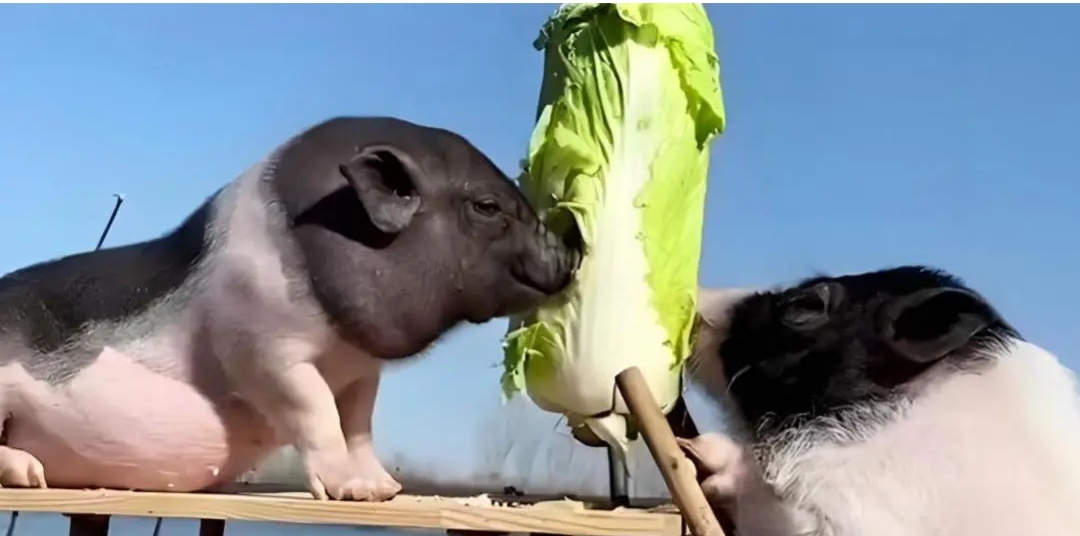 猪拱白菜是贬义吗