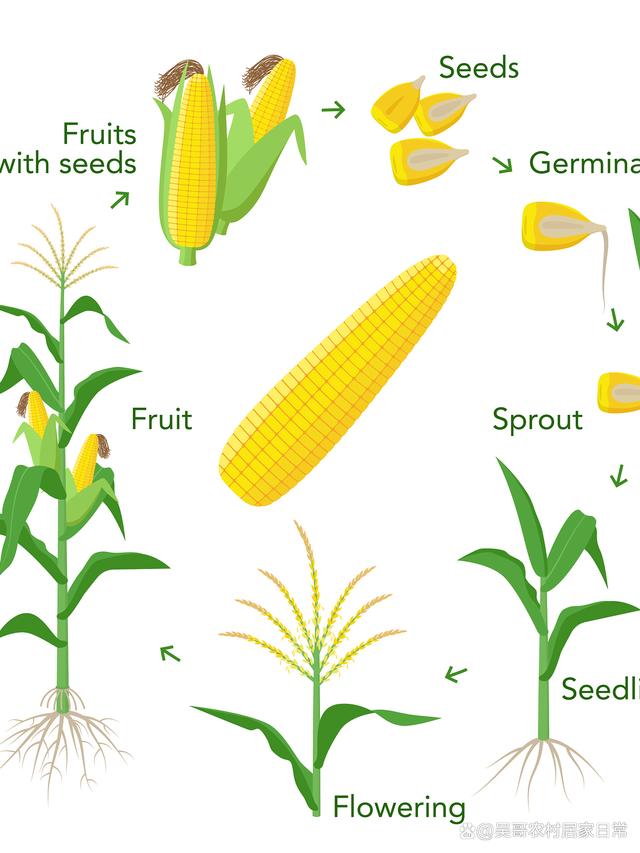 玉米 的英语怎么写