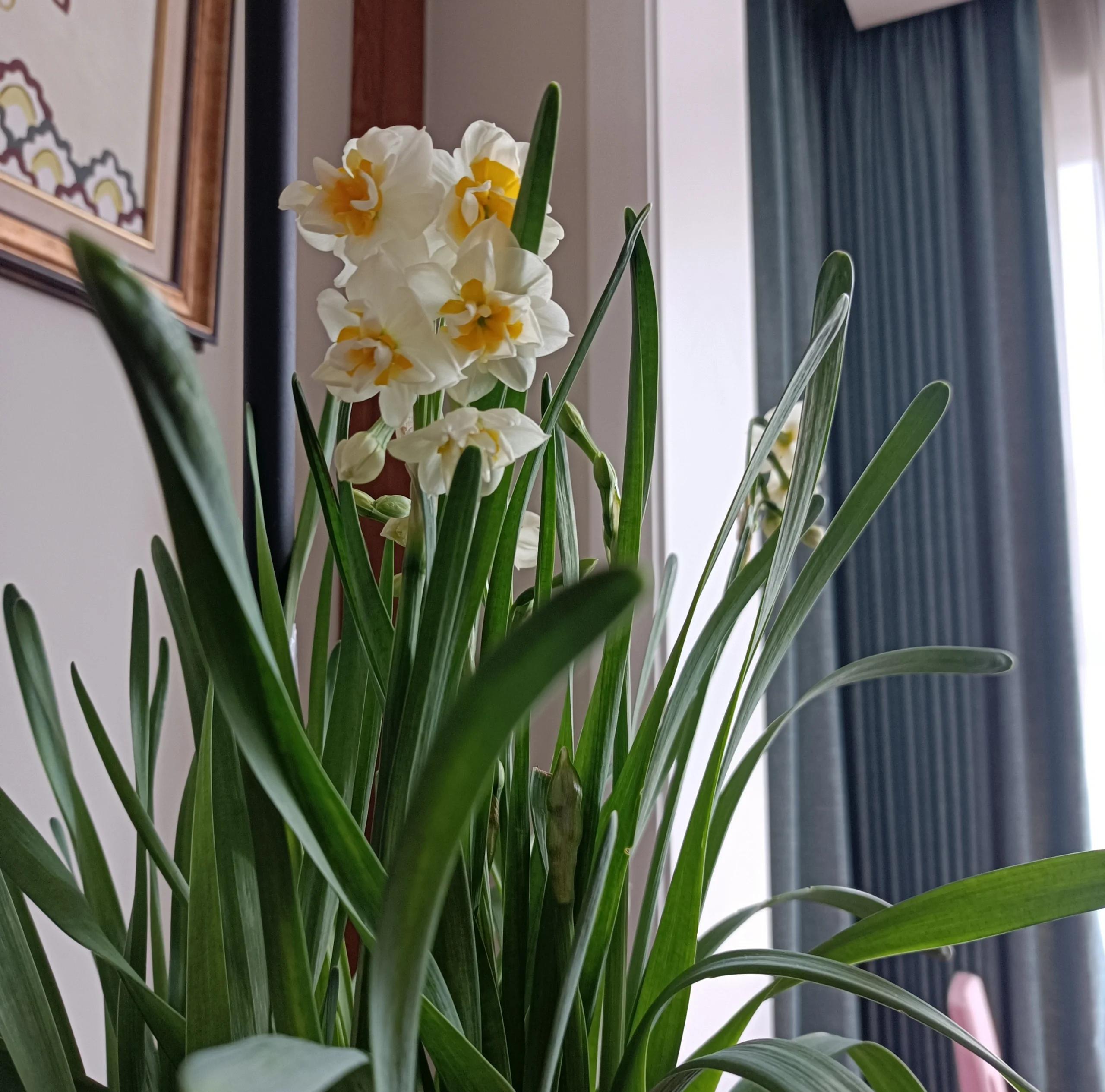 水仙花怎么过冬天