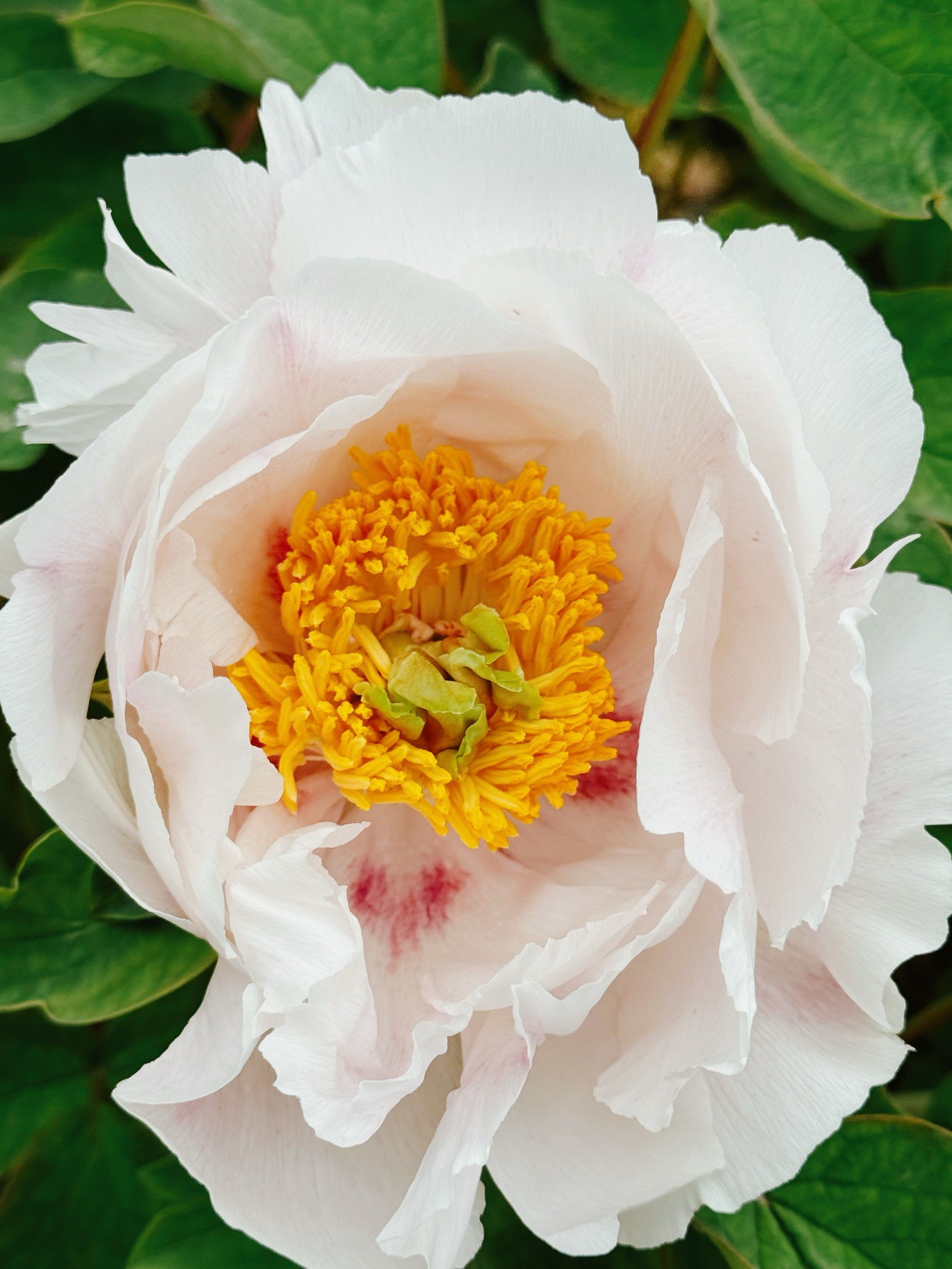 蕊的含义是什么?