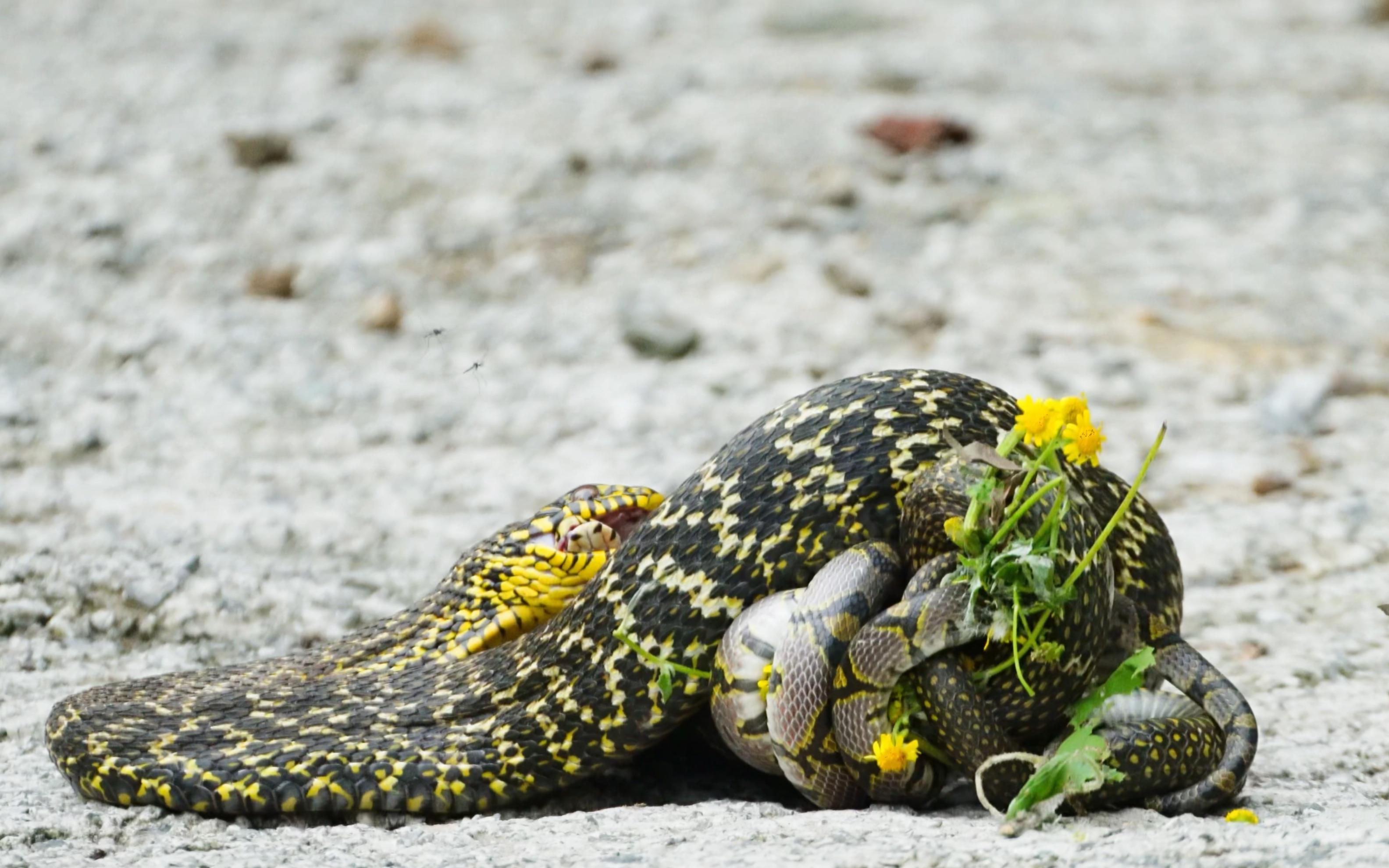 梦见蛇吃蛇是什么意思 周公解梦