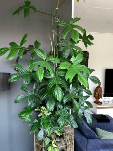 垂蔓读音是什么时候规定