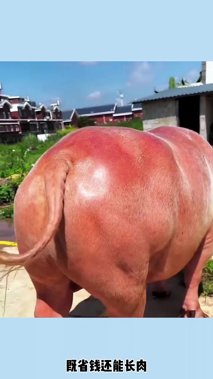 完犊子是什么意思