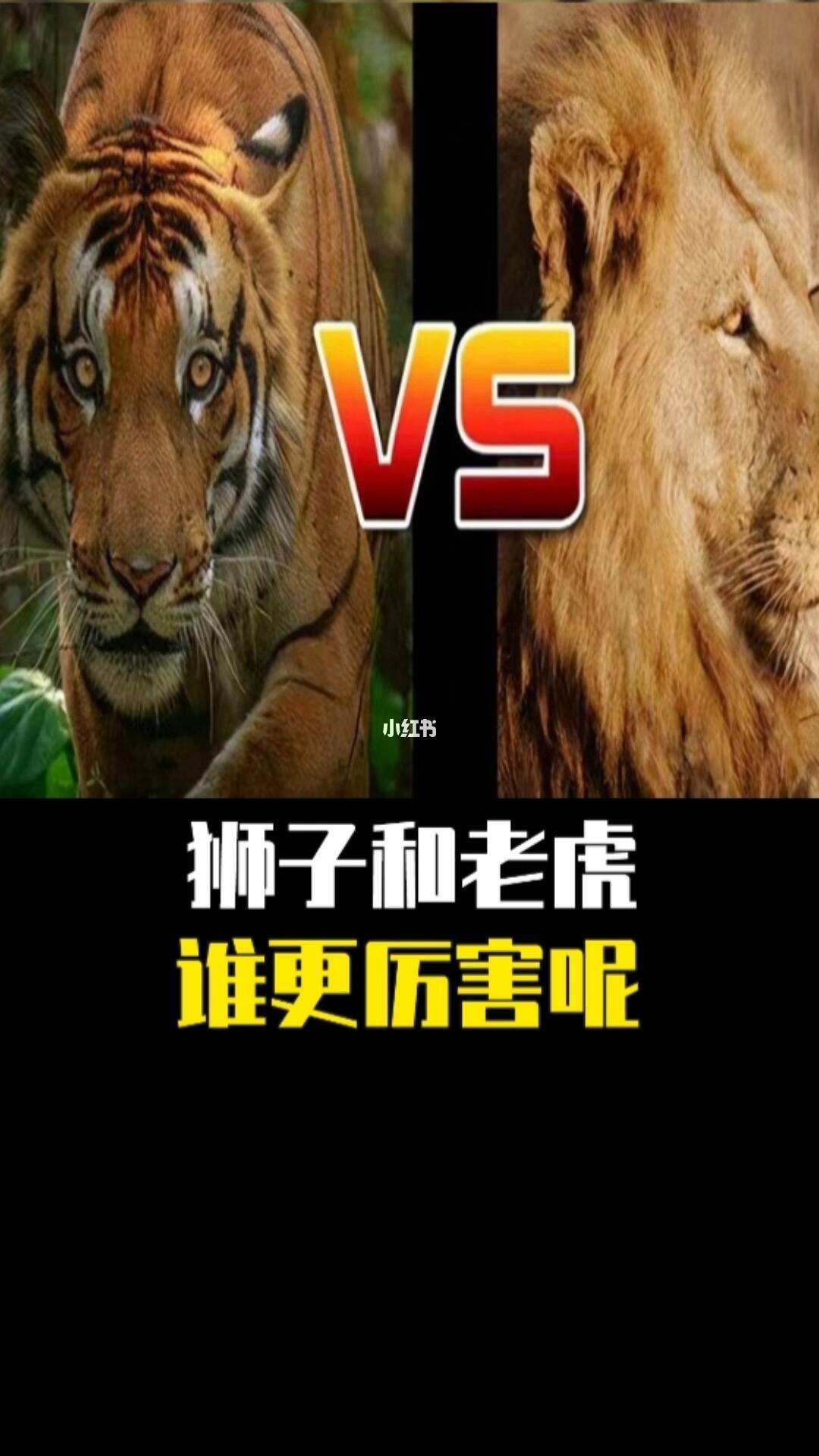 斗兽棋狮子和老虎谁厉害