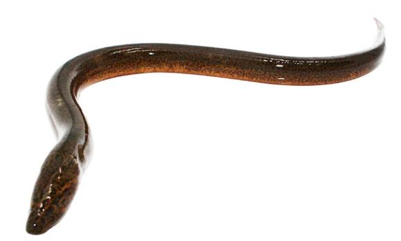 鳝鱼属于什么类型的动物