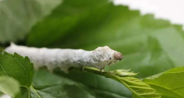 春蚕的象征意义是什么四字词语