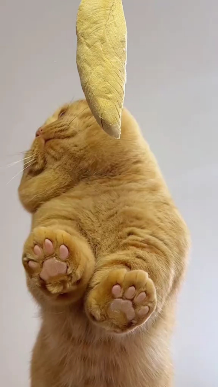 猫能吃什么水果和蔬菜