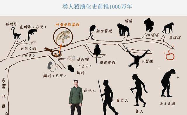 人类进化的五个阶段思维导图