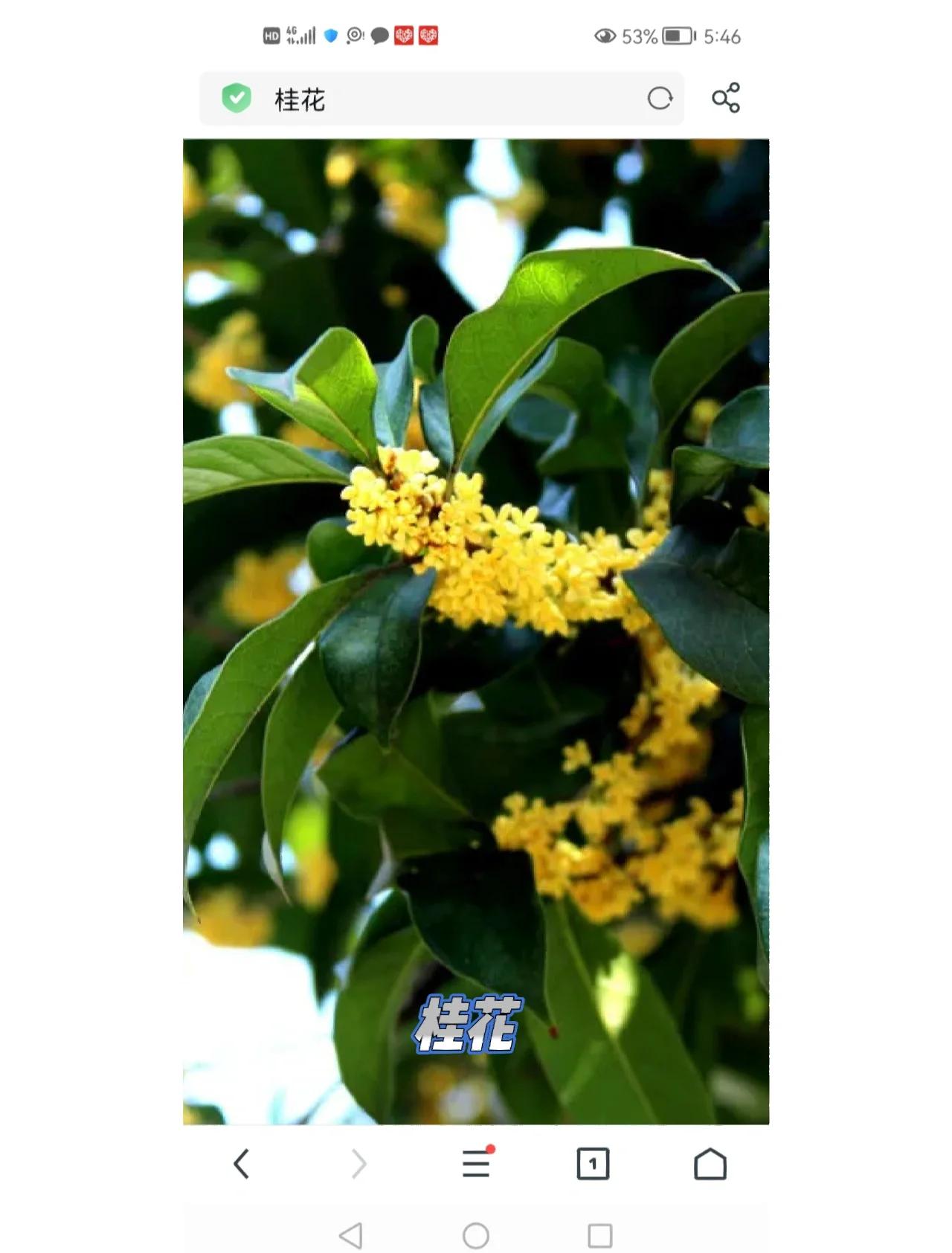 秋天十大最香的花