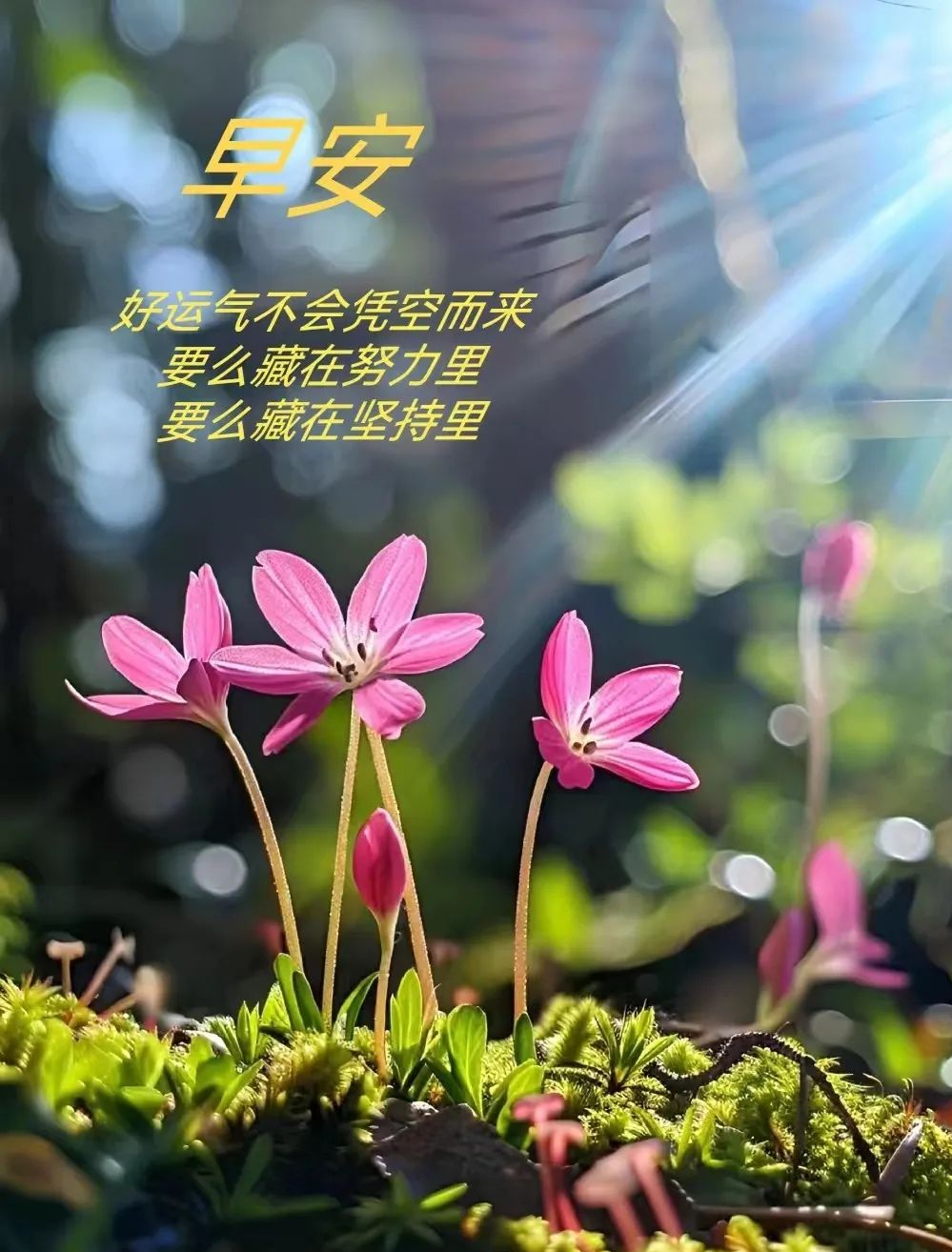 简短的心灵鸡汤英文