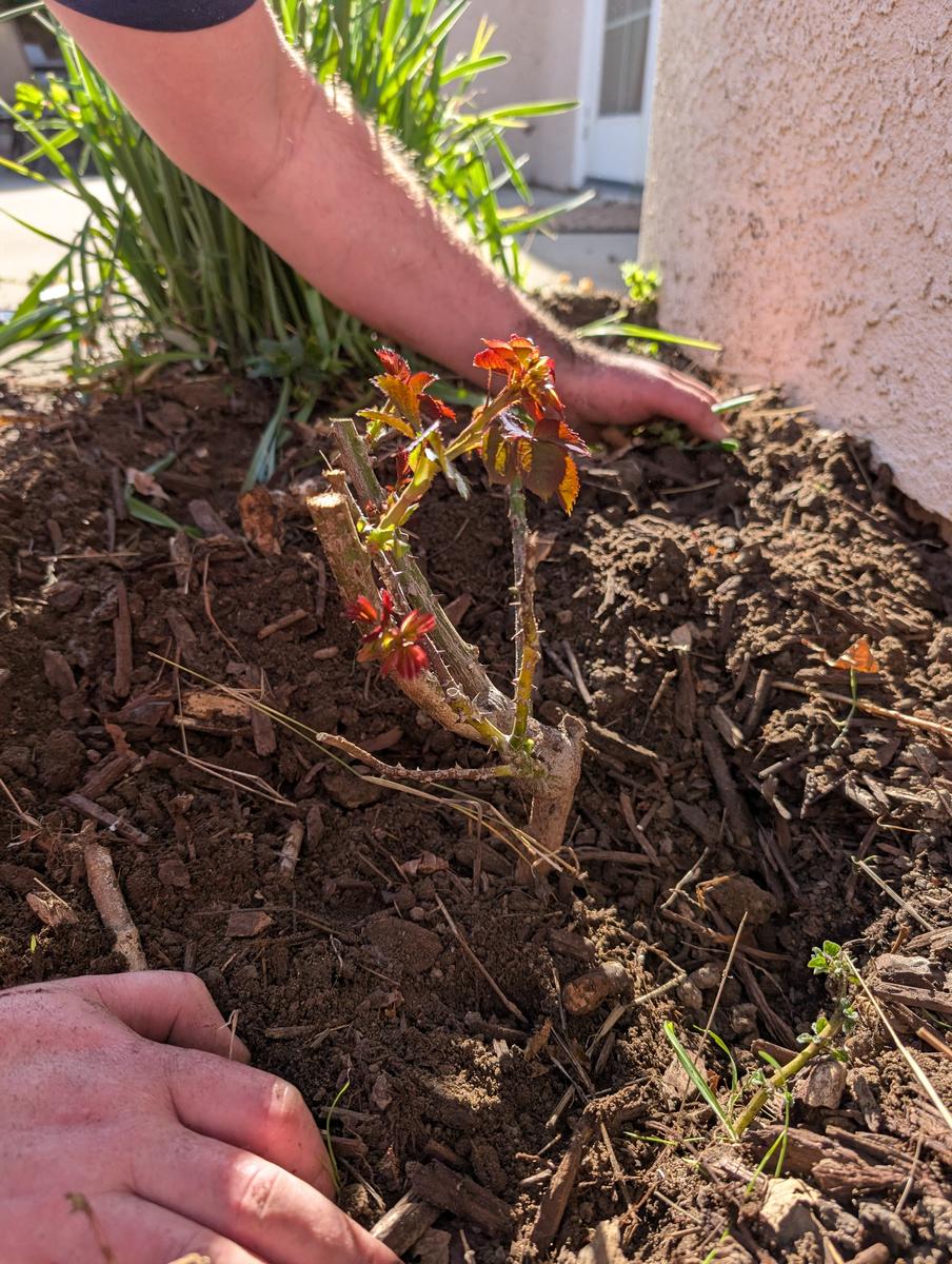 山药发芽能不能吃百科