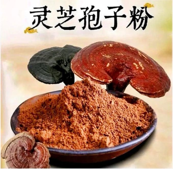 破壁灵芝孢子粉的功效与作用及禁忌