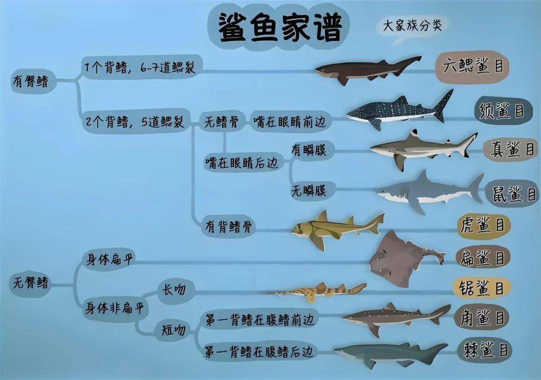鲨鱼是鱼类还是兽类