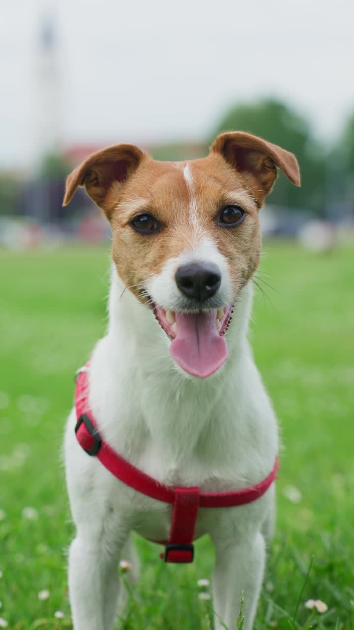 杰克罗素梗价格价钱