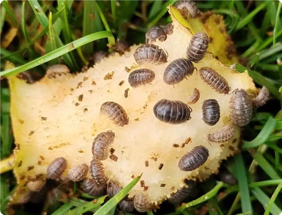 米虫满屋爬有什么危害