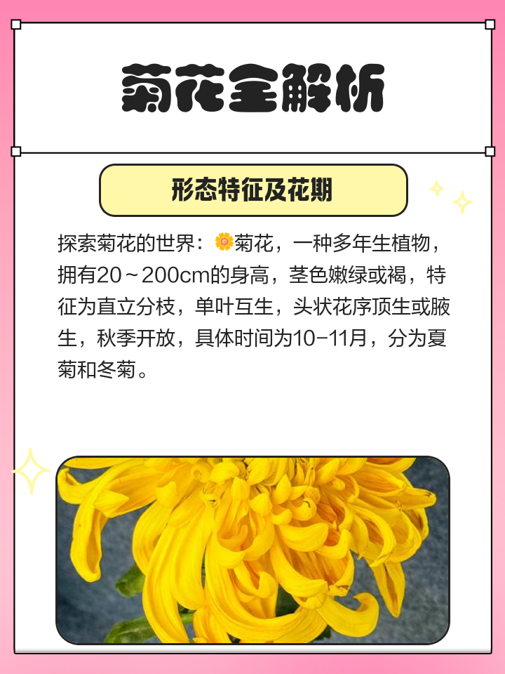 菊花得含义