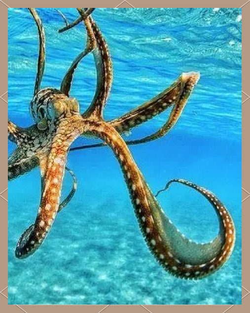 章鱼到底有多少个心脏