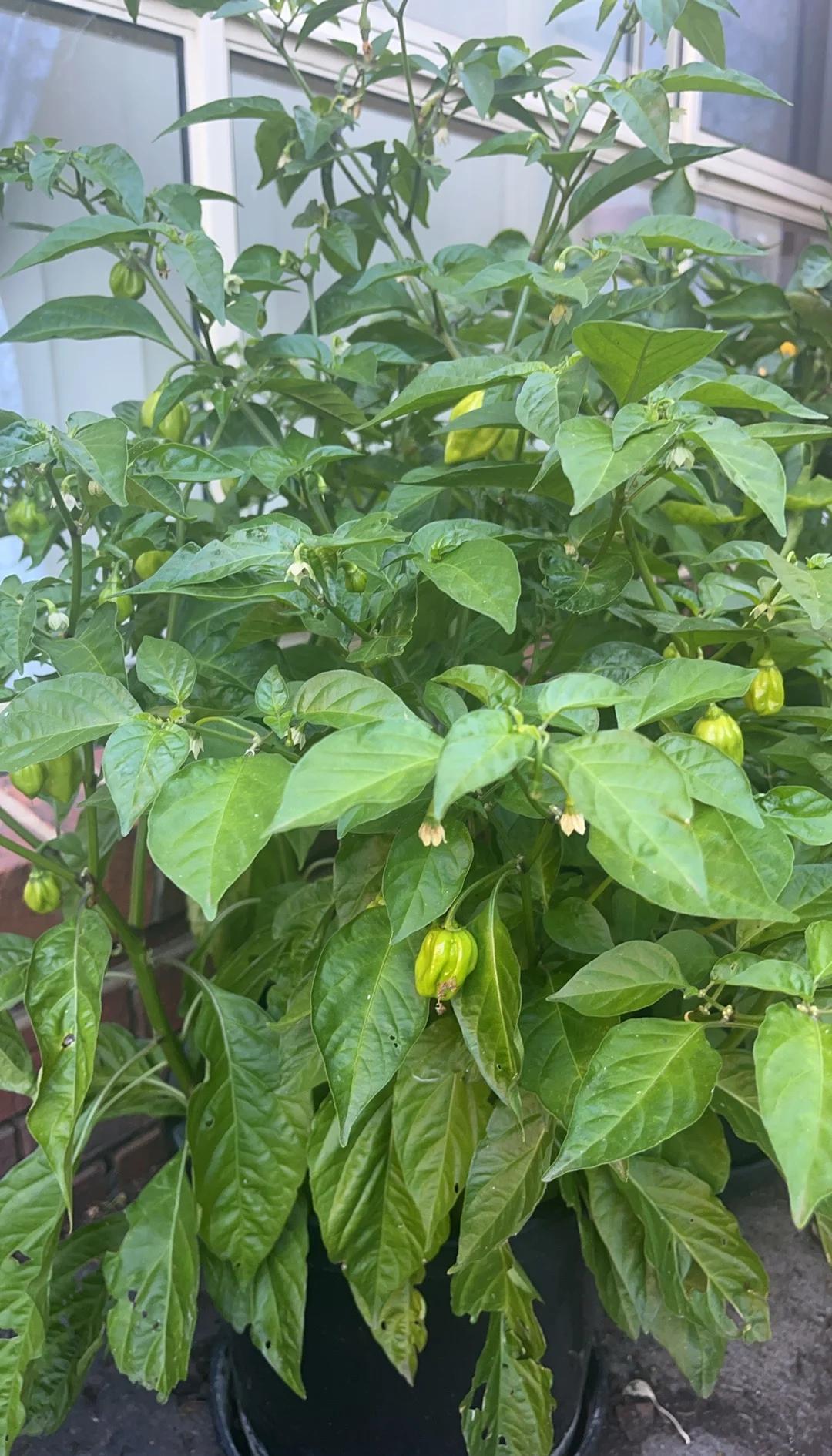 切辣椒过了两小时后手火辣辣的