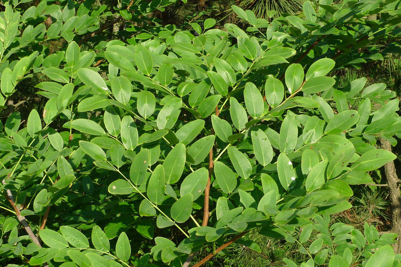 黄檀树的功效与作用