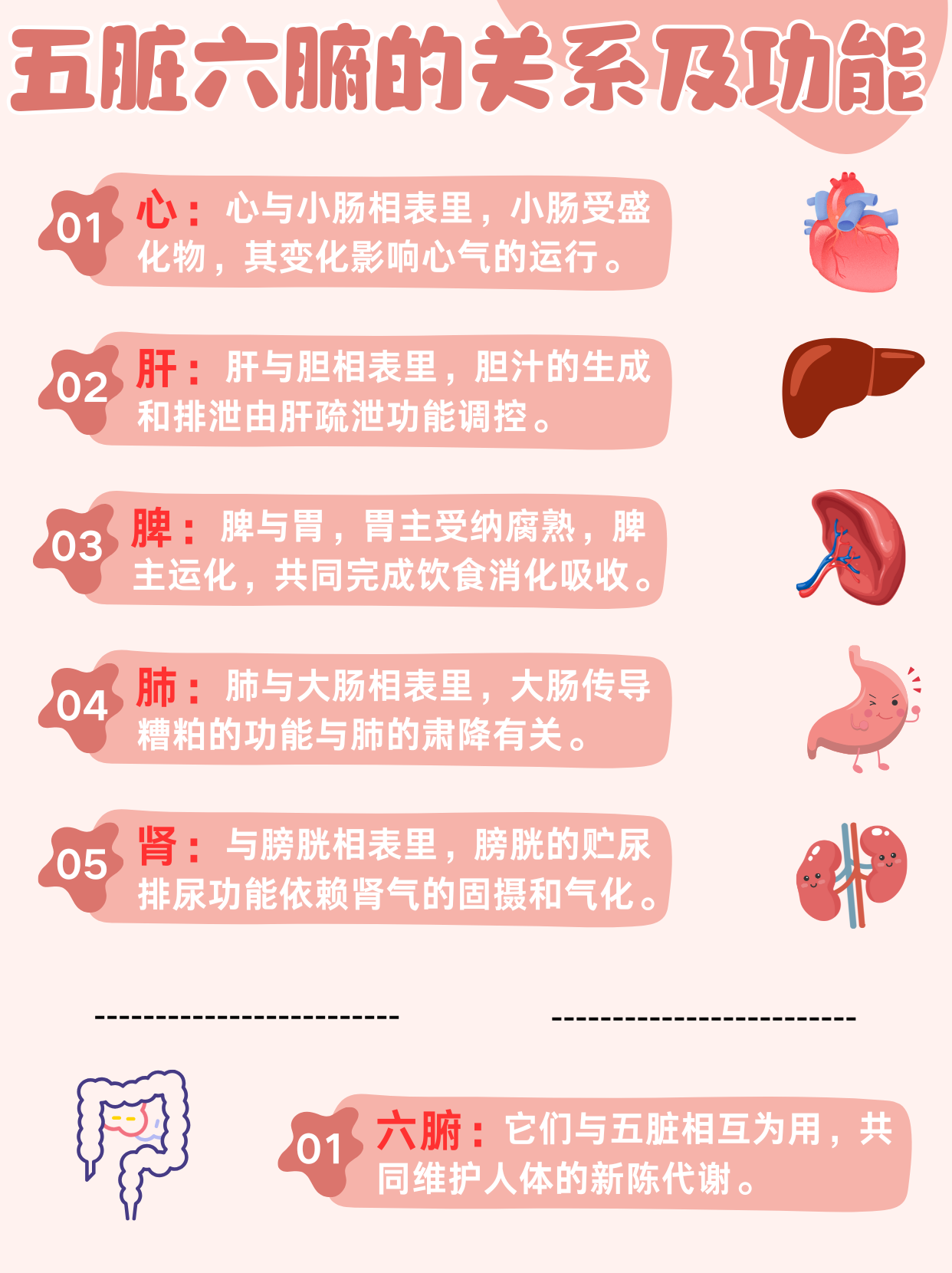 五脏六腑介绍手抄报