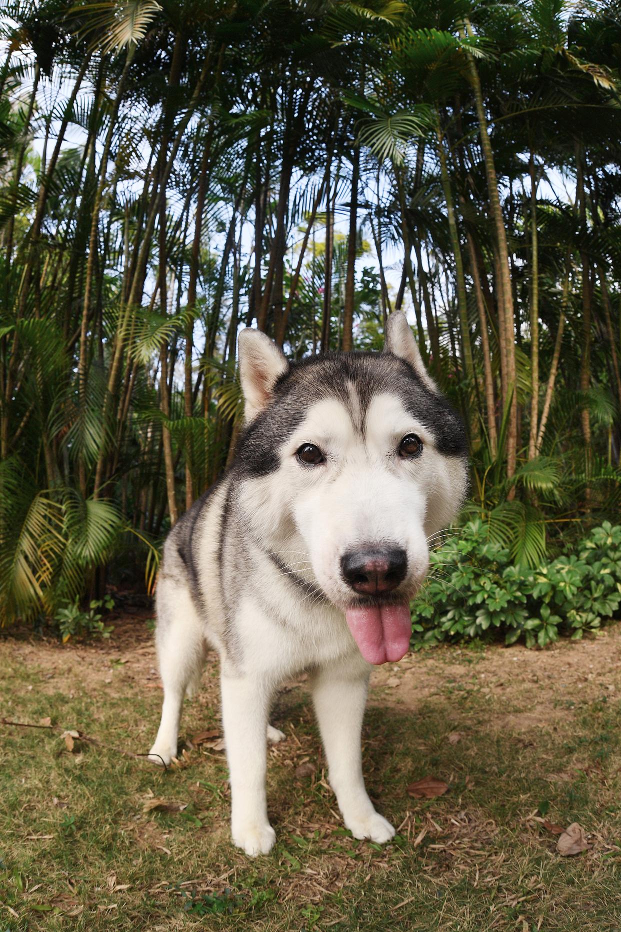 哈士奇的智商怎么样?