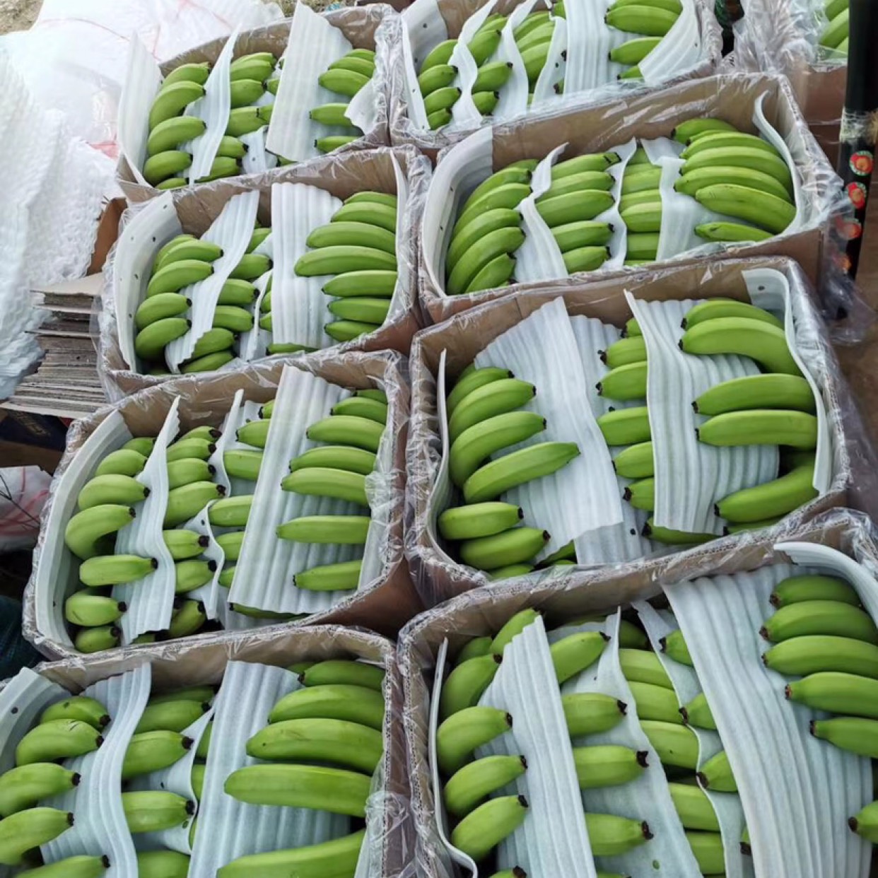 香蕉主要产于哪里