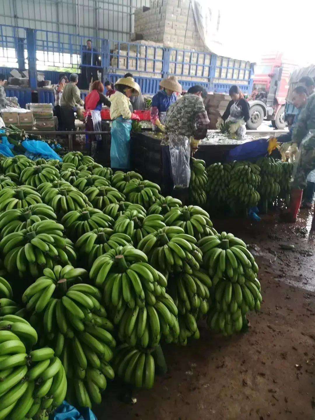 香蕉主要产于哪里